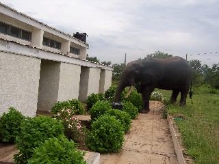 Elephants